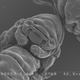 A tardigrade face. (Credit: Takekazu Kunieda)